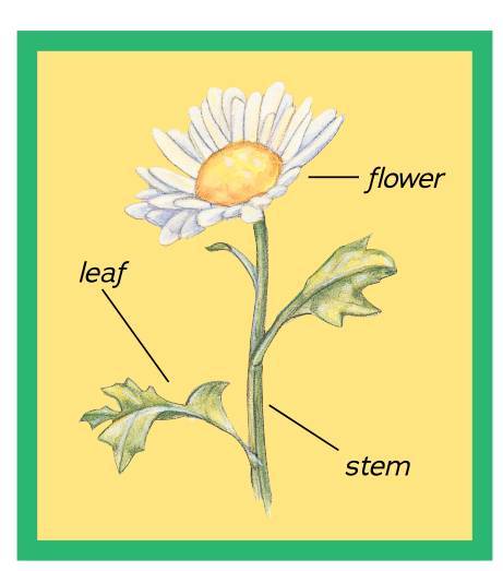 lily萱草/黄花菜dandelion蒲公英iris鸢尾rose蔷薇daisy雏菊小朋友们