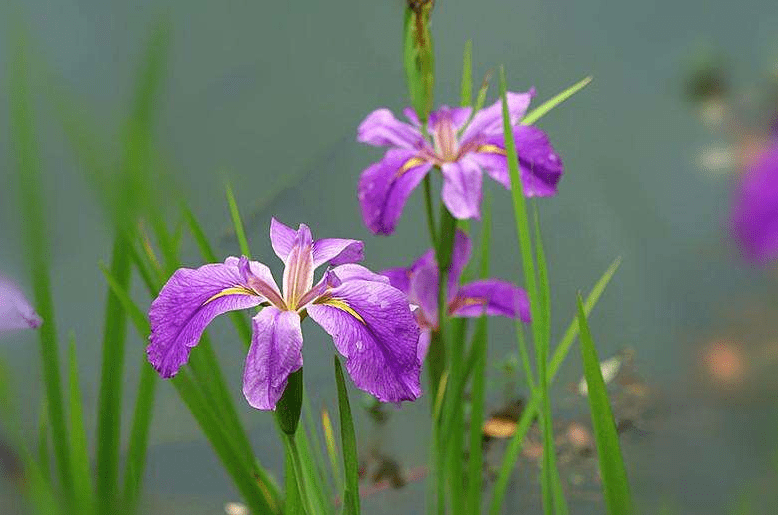 【诗词鉴赏】菖蒲香,端午至,端午节里的仙草-菖蒲!
