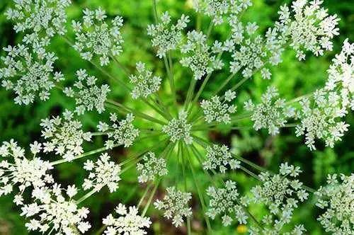 芎䓖(xiōng qióng)是指川芎,栽培植物,主产于四川(灌县),在云南