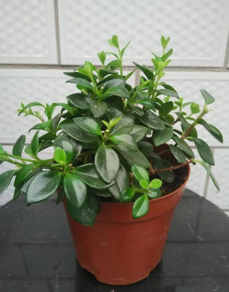 修剪掉的金鱼花枝条别扔,这么做又可以开爆盆啦!来跟我做吧