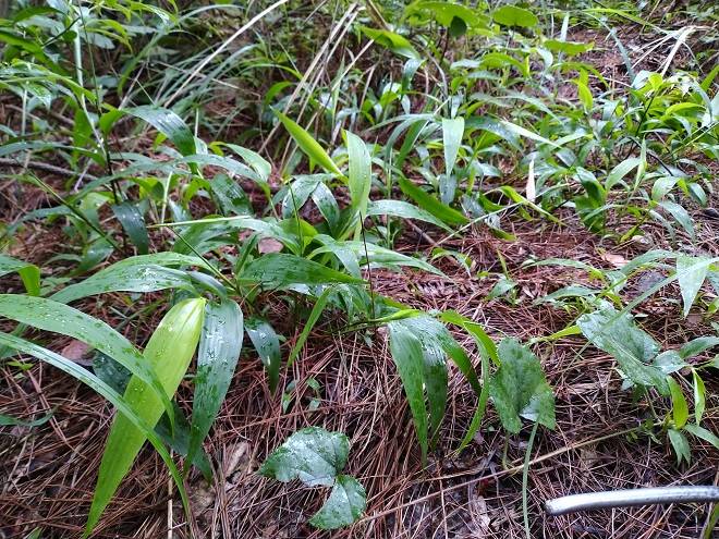 林中长得像竹叶的低矮植物农民多当野草殊不知可作解暑凉茶