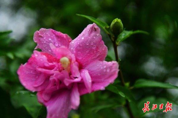 武汉解封俩月后普降甘霖晶莹剔透雨滴沾附枝叶上