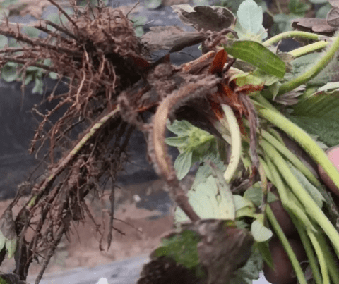 草莓紅中柱根腐病逆勢來襲你準備好了嗎