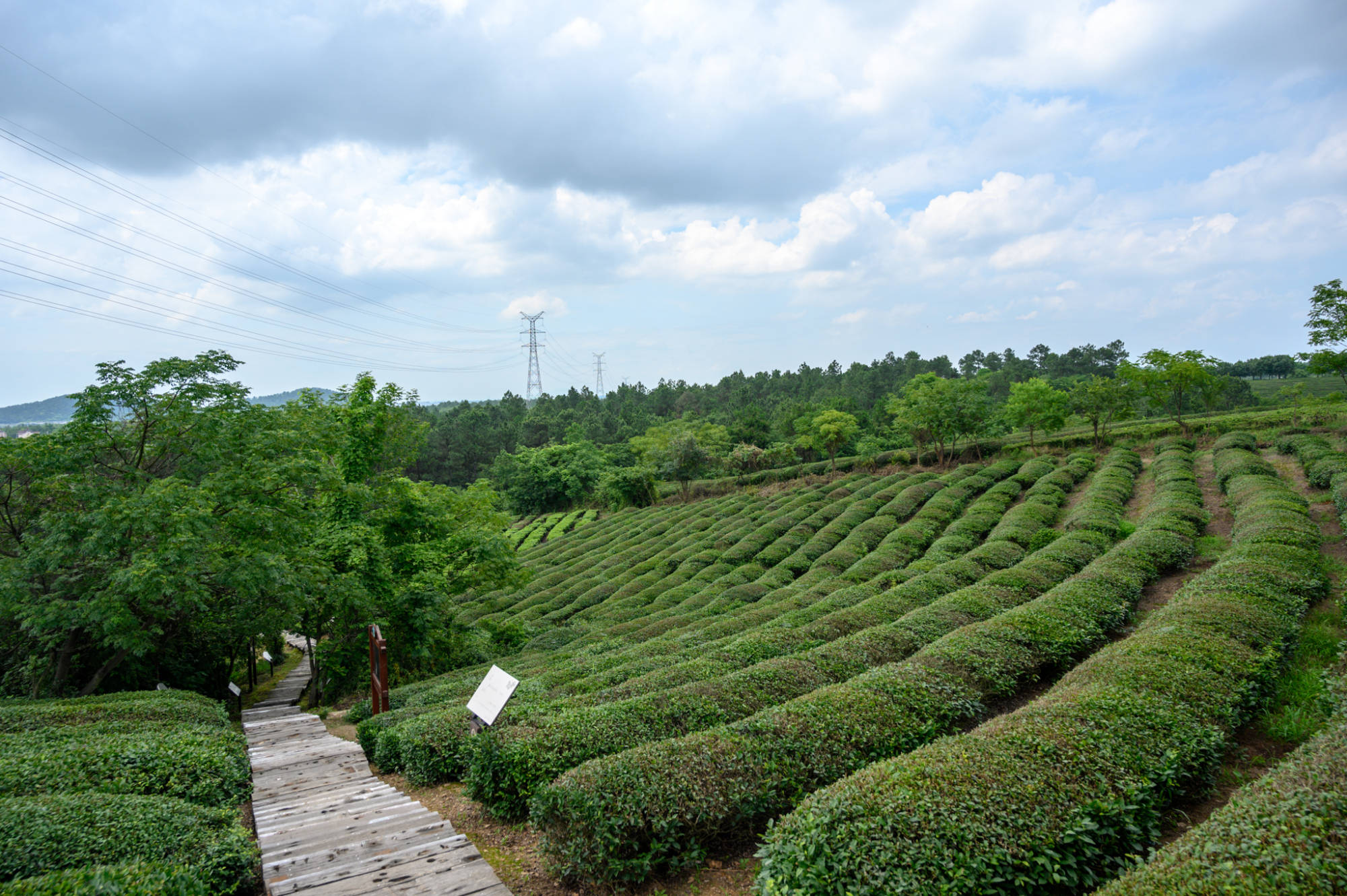 原创南京高淳被遗忘的中国最美茶园,《人民的名义》曾在此取景