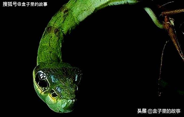 赫摩里奥普雷斯毛虫