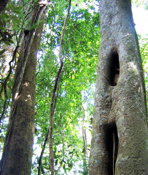 地暖实木地板优秀木种之番龙眼