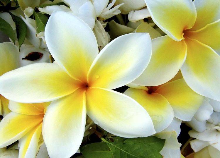 此花是一种寓意着新生的花,所代表的是不灭的希望,是美丽的花