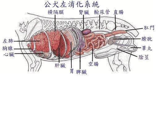 狗狗的器官结构图图片