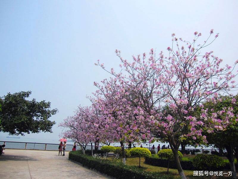 南沙天后宮就在花樹後的半山腰.