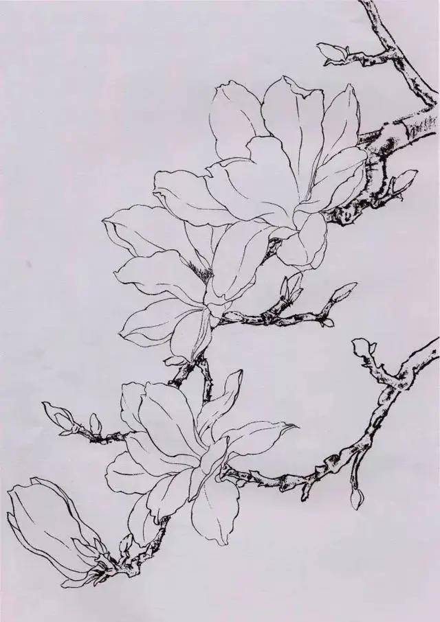 木兰花手稿图片
