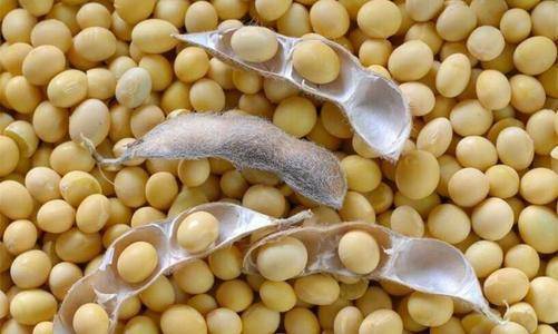 原创我国研发9年的转基因大豆,将于阿根廷种植,粮食安全再添新保障
