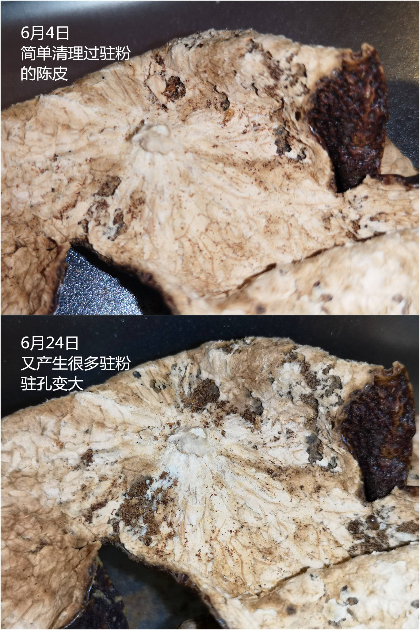 无需谈虫色变来了解一下新会陈皮最常见的蛀虫