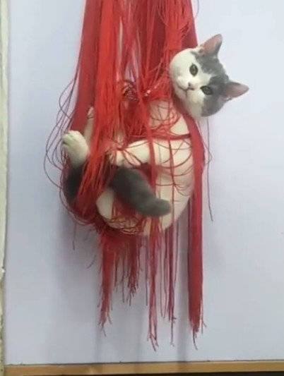 猫咪玩绳子把自己给吊起来了当看到它那姿势网友丢了吧
