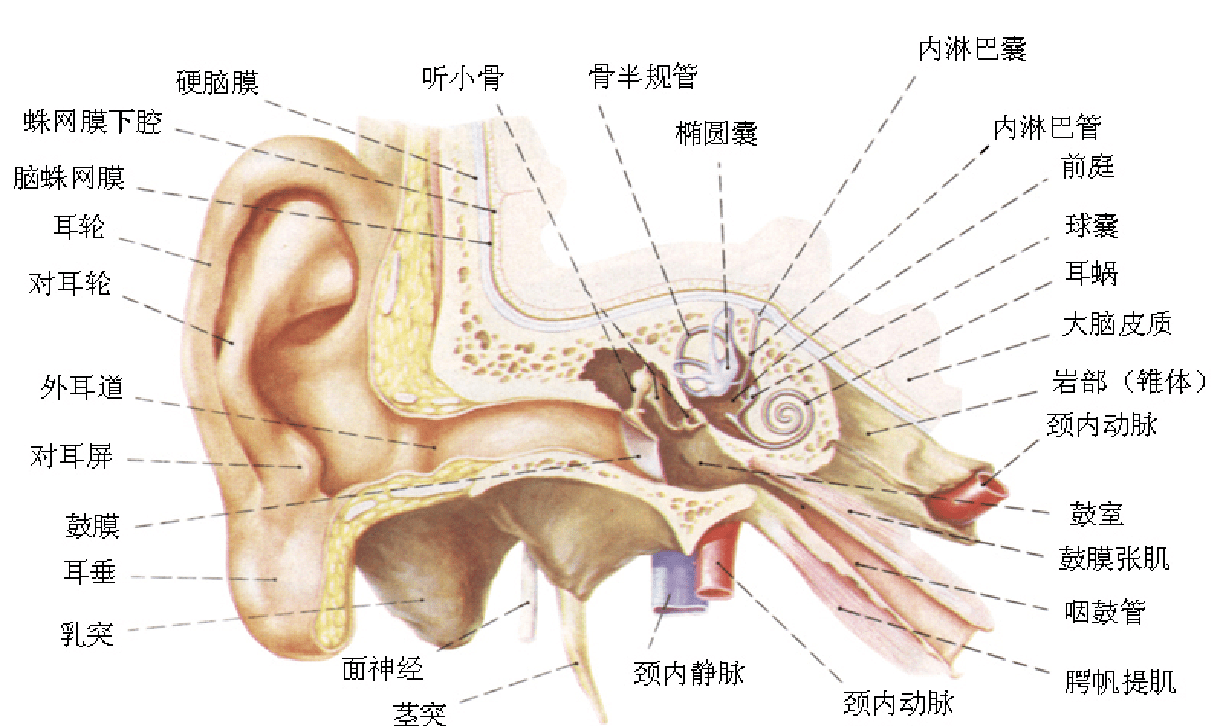 前庭神经位置图片图片
