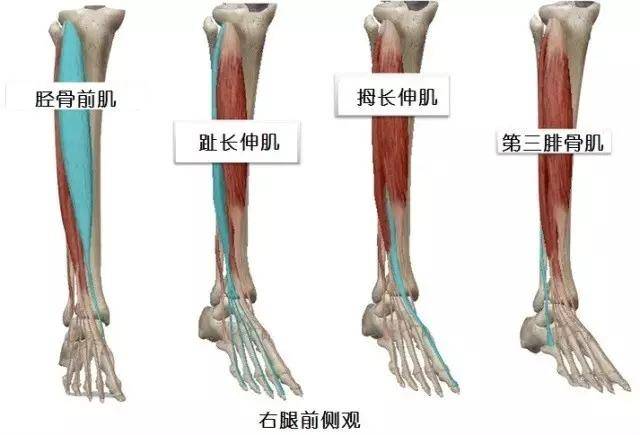 趾长屈肌腱在哪里图片