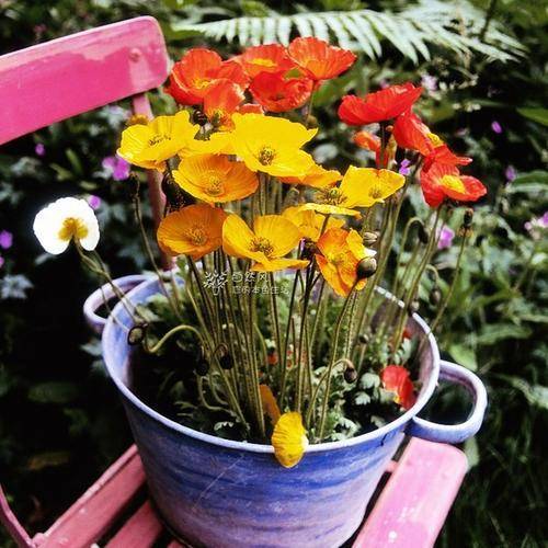 原创虞美人,植株葱绿翠秀,婀娜多姿,盆栽要如何管理呢?