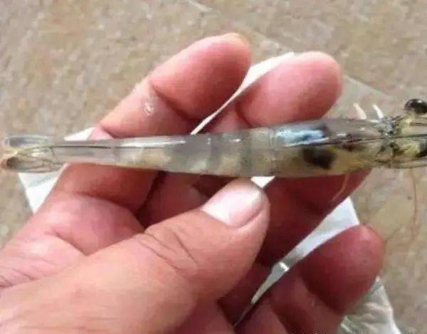 近期高温加频繁降雨,南美白对虾"空肠空胃"频发,如何应对才最有效?