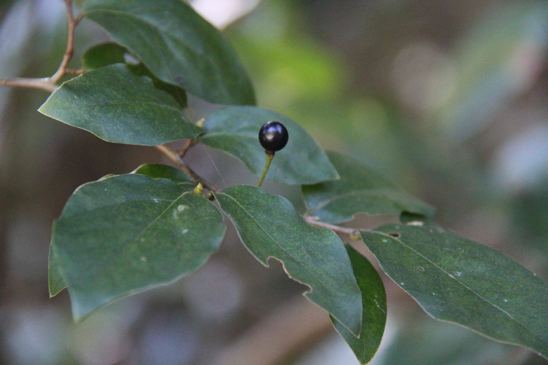 庆元植物1180-樟科-山胡椒属-山胡椒