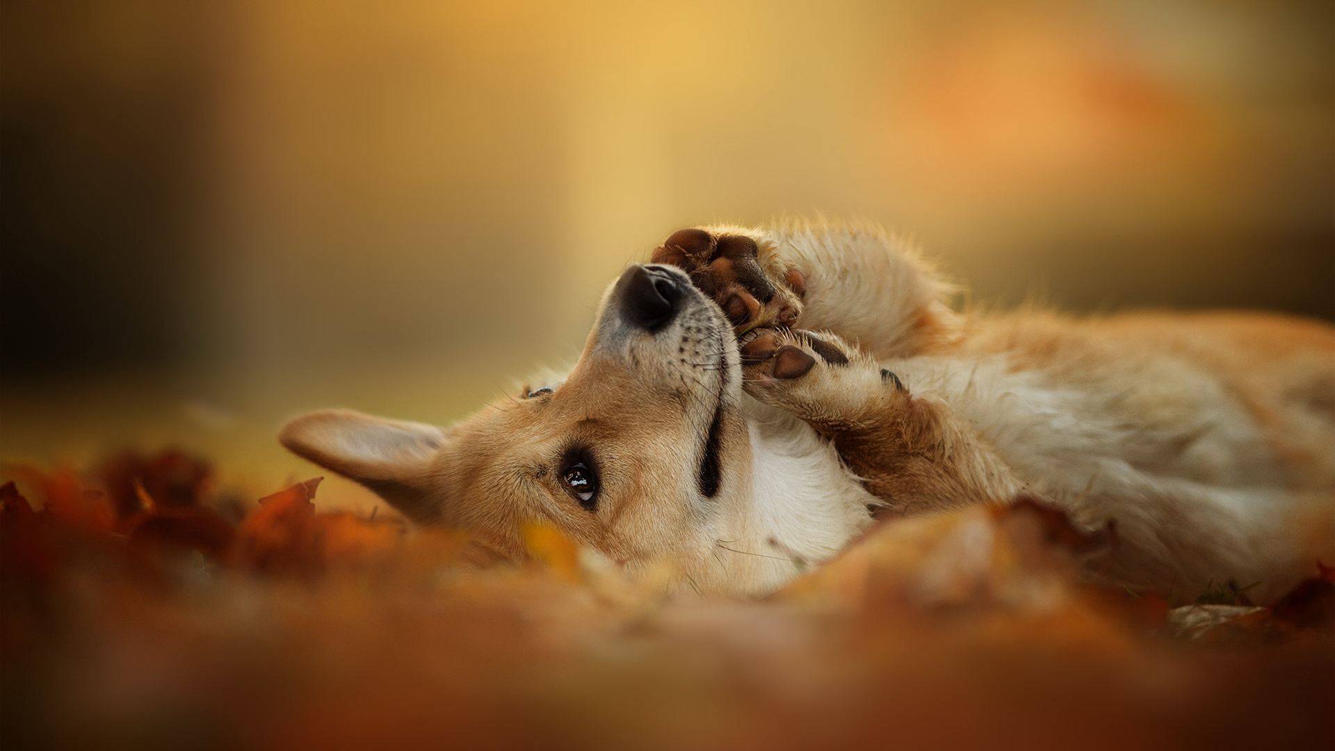 主人需要卧床静养,懂事柯基不仅学会"自我管理",还会照顾主人_姐姐