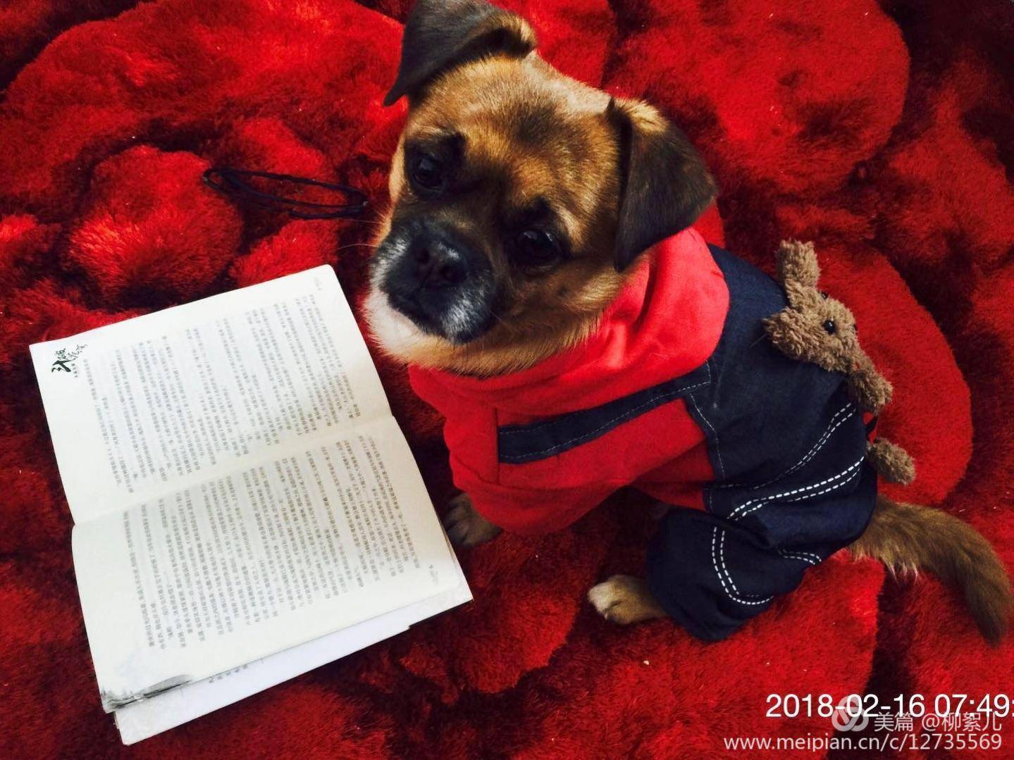 一条活得劲劲儿的小狗_老公