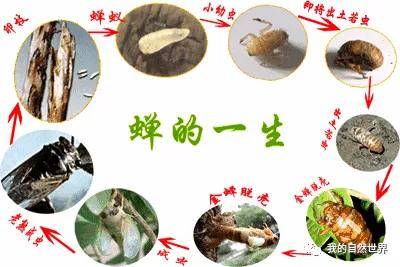 东方灵性自然知了你知多少