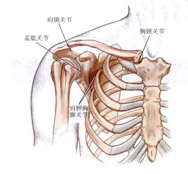 肩膀骨骼结构图高清图片