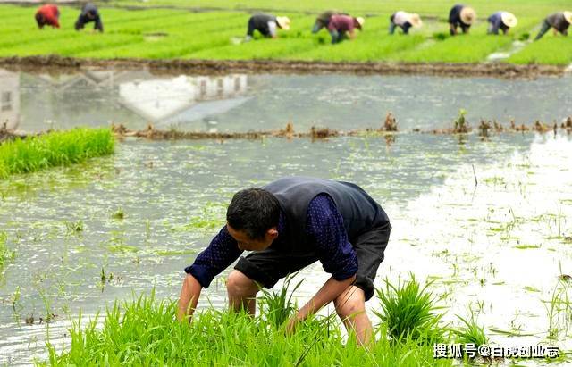 60年代的农村农民过着一穷二白的生活为何还那么多人留恋呢