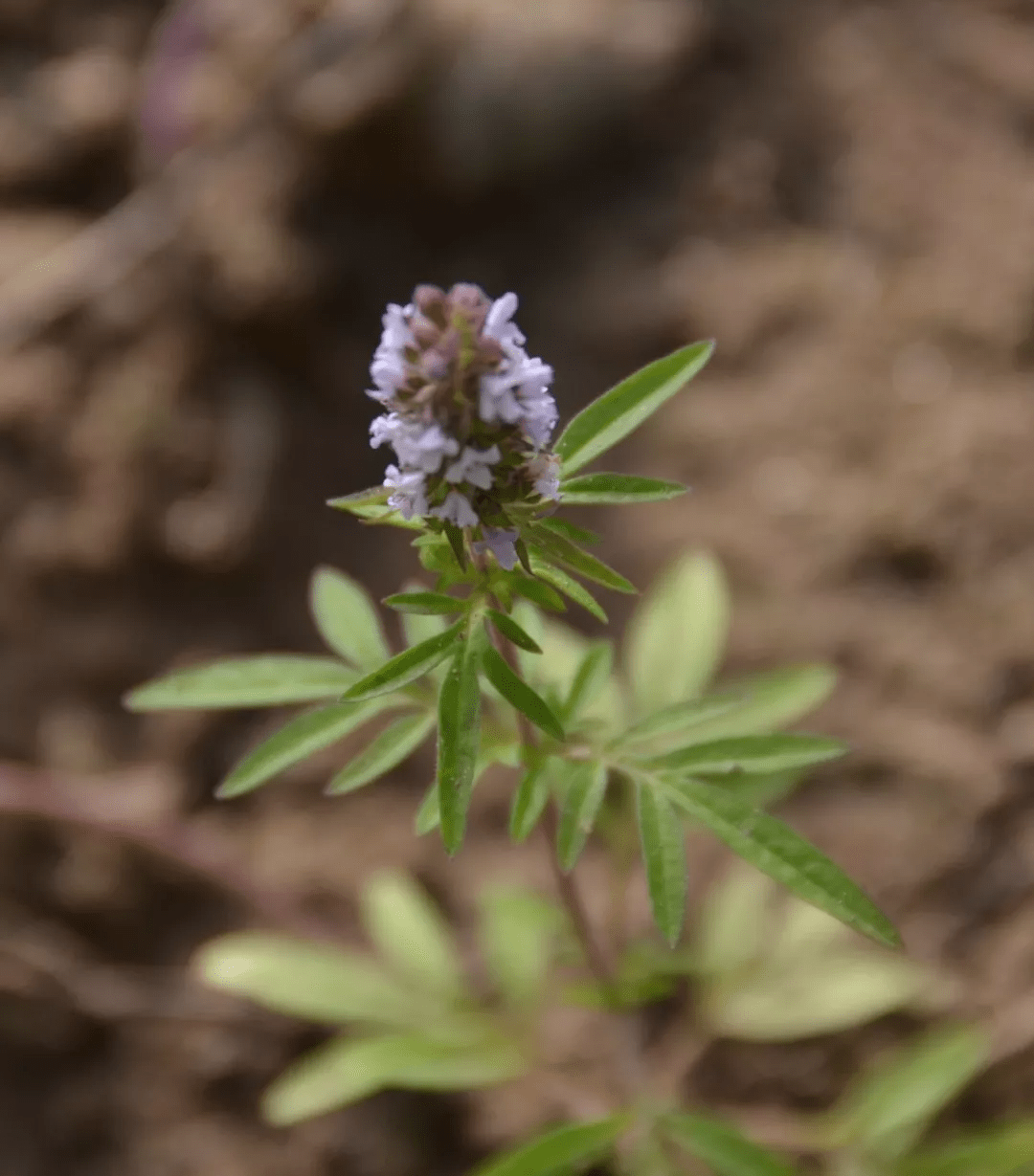 荆芥 (裂叶荆芥 schizonepeta tenuifolia)