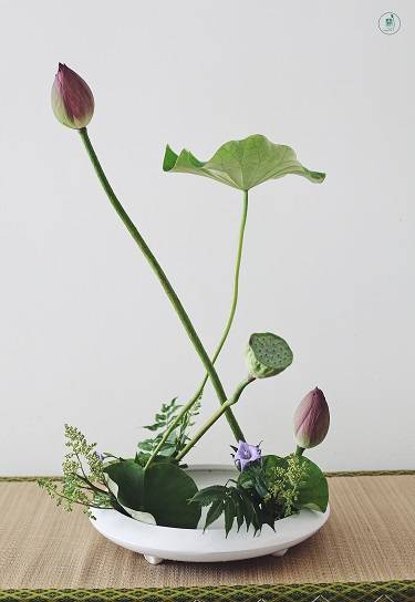 小原流兰印象花道轻风似与荷花约