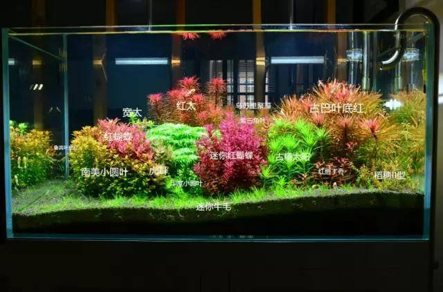 本色水景荷兰式草缸全套开缸维护心得建议收藏水草缸造景培训开店加盟