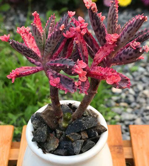 业余时间想养花修身养心,就盆栽这些不死鸟,落地生根长爆盆