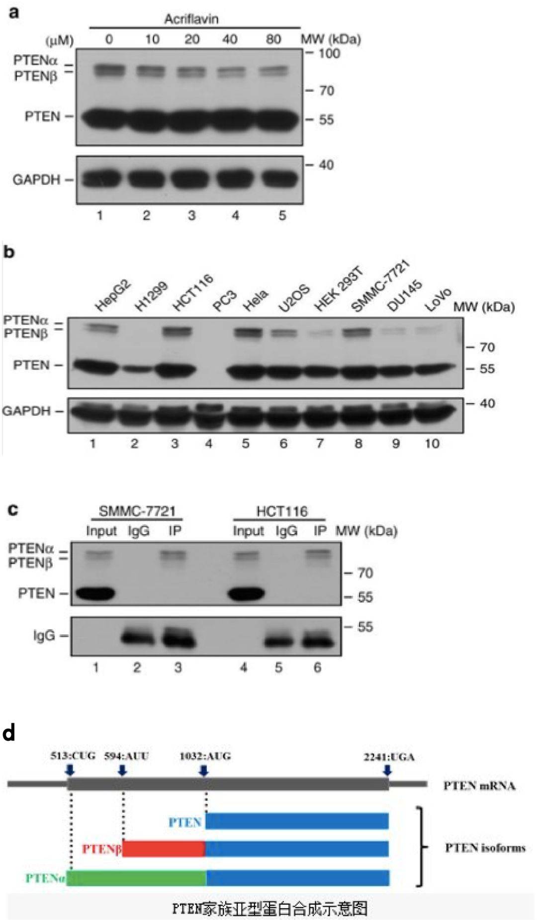 1080_1851竖版 竖屏