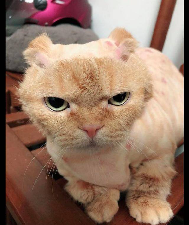 猫咪因皮肤病剃掉了毛发,它一脸的幽怨表情:我还怎么出门啊!