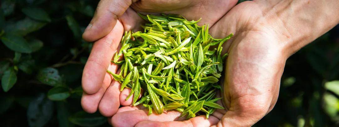 川茶故事 | 安逸生活里的川香风味