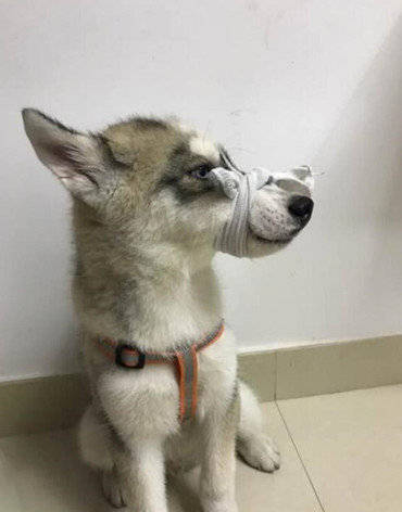 二哈搞破坏屡教不改,主人脱下臭袜子就绑嘴,二哈眼神引人爆笑