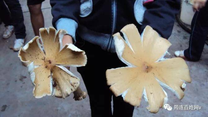 今年上半年,一拔贩卖三大菌"种子"的人在筠连各乡镇悄然走窜,所到之处