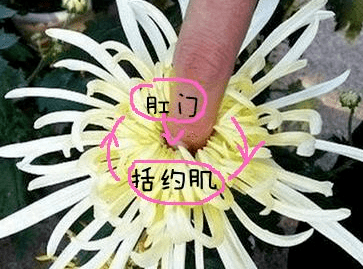 如何优雅的放屁