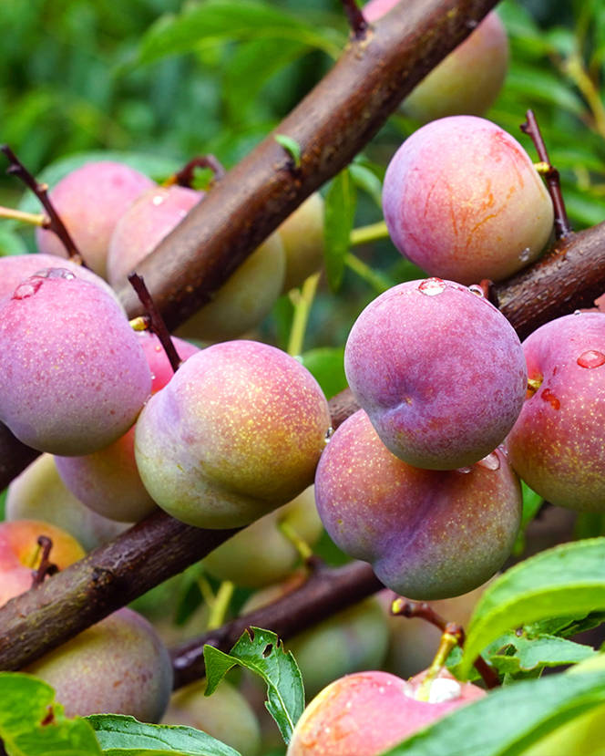 解暑良品——宜宾屏山脱骨茵红李