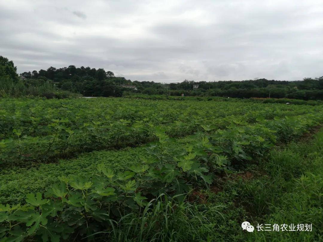 马鞍山《雨山区现代农业发展总规(2021-2025年)》调研工作顺利完成