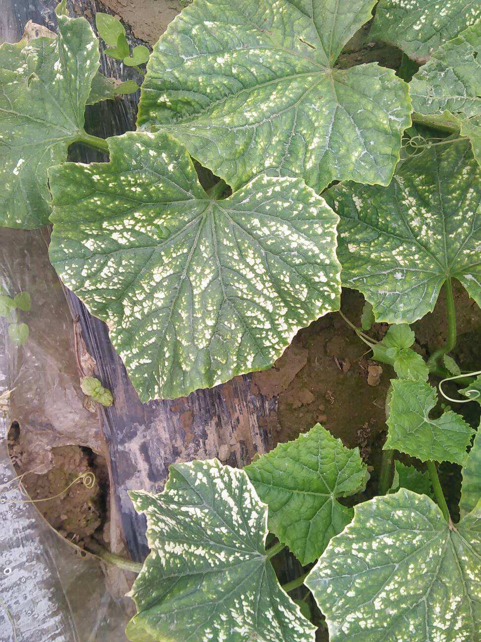 原创夏季炎热,种植黄瓜出现叶烧病,如何防治?