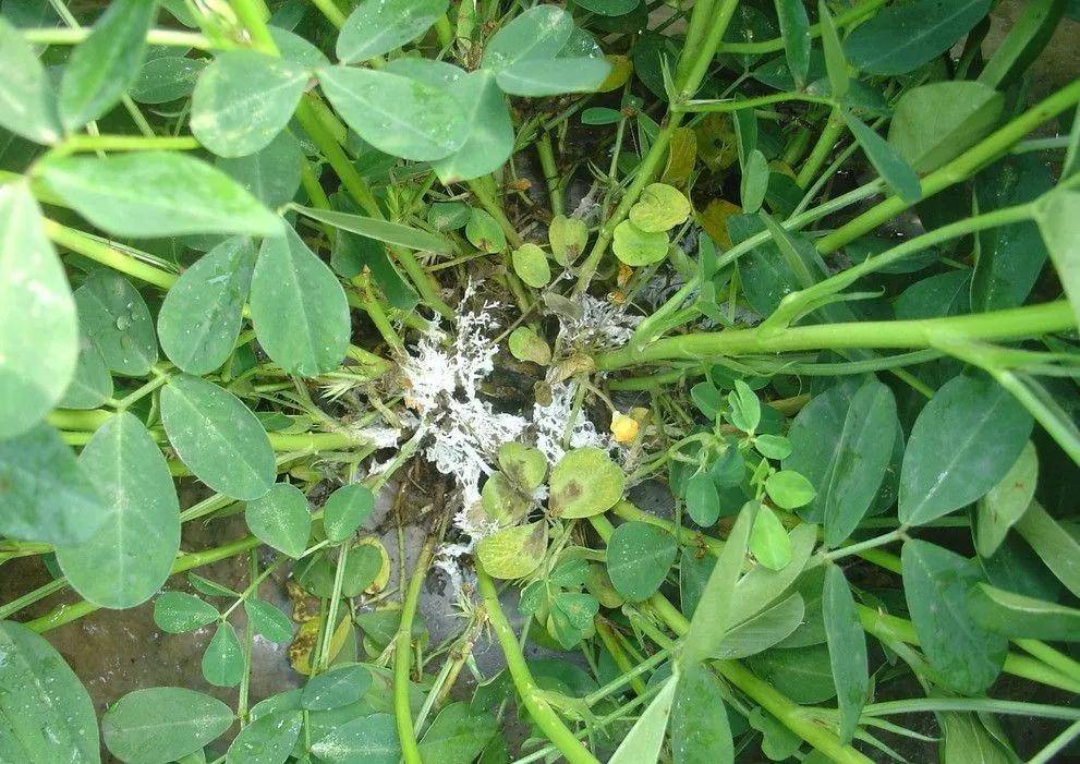 花生生长中后期,这8种高发病虫害要注意!