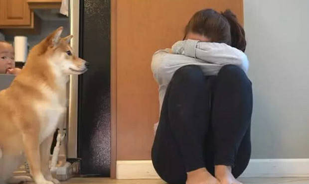 原创主人蹲在角落里假哭,狗狗化身为安慰小能手,随后一幕暖化人心