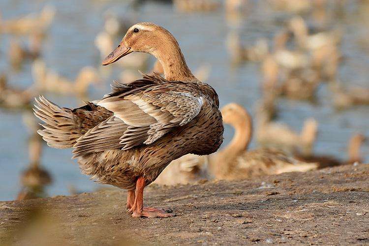 即使是在南京也有不能吃的鸭