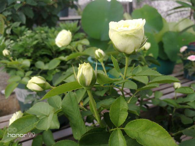 奶油龙沙月季——花开淡淡的黄绿色又如奶油般细腻