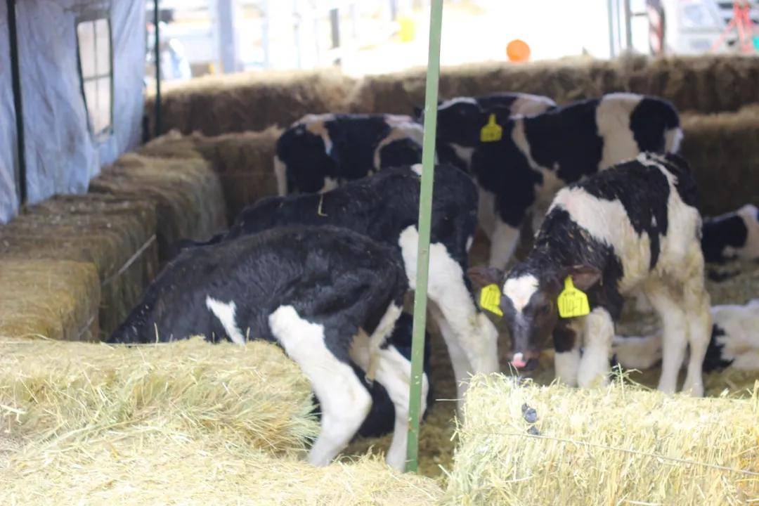 「養殖天地」梅雨期間,奶牛場如何進行飼養管理?