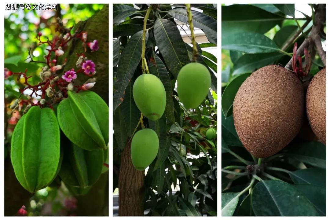 文化洋河 | 从耕读文化看洋河农业嘉年华