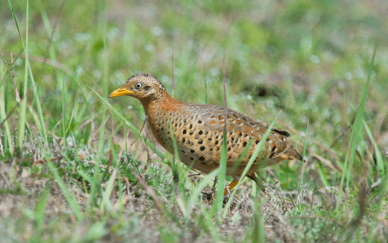 贵州"怪声"答案系鸟叫,这是什么样的生物?