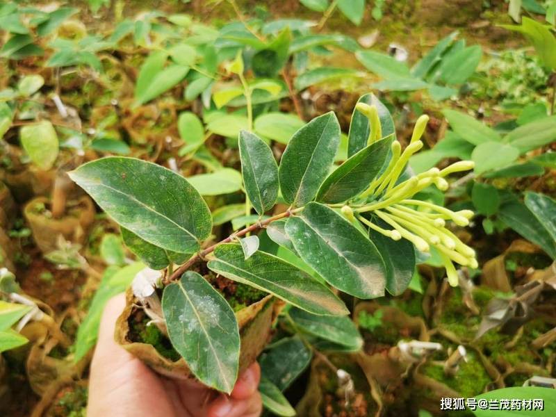 原创在云南种好金银花,应该要掌握栽培管理要点你知道多少?