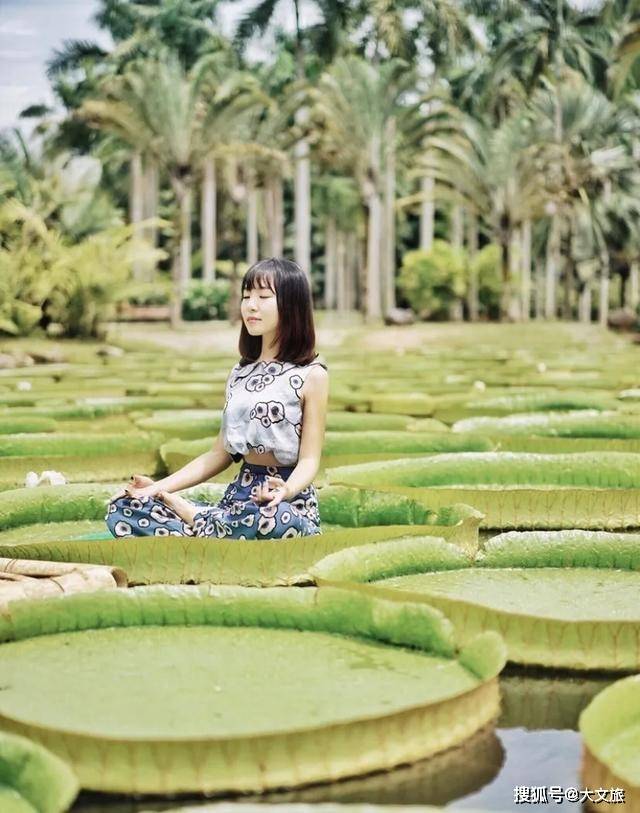 一葉王蓮做輕舟雲南西雙版納王蓮竟可以托起傣族成年美女圖