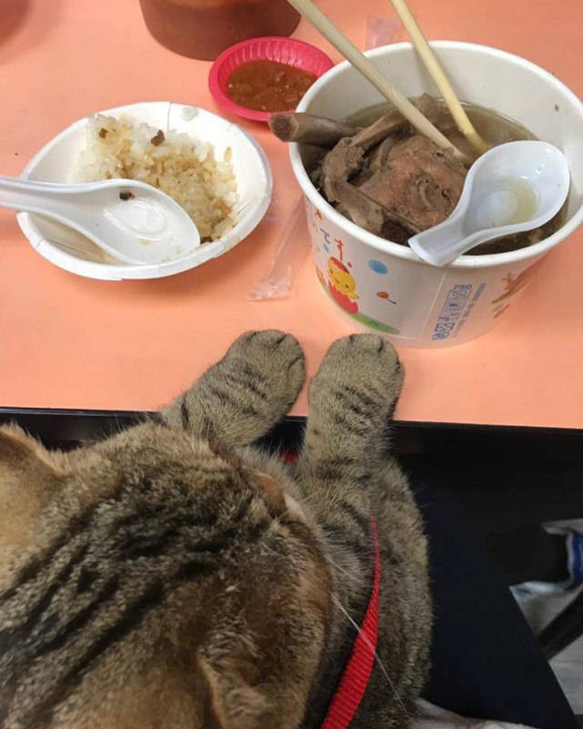 主人埋头吃饭,一旁的猫咪表面乖乖等待,小爪子却暴露了内心